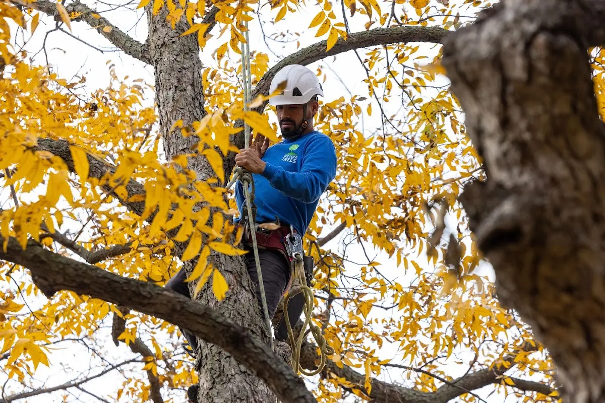 Skilled Tree Pruning crew working in Fort Payne