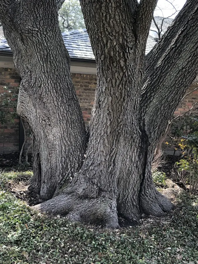 Mature heritage tree close to a Fort Payne property cared for by certified arborists